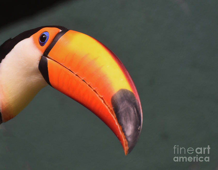 A Close Up Look at the Orange Bill of a Toucan Photograph by DejaVu Designs