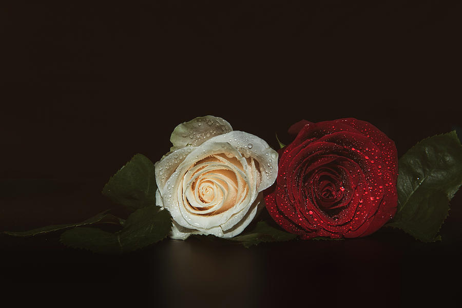 Nature Photograph - A close up macro shot of a two roses, ceremonial background with water drops by Alexandr Marynkin