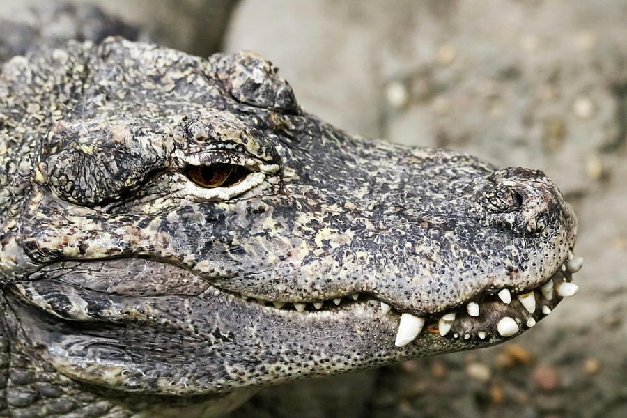 Jaws Photograph - A Close Up of a Chinese Alligator, Alligator sinensis by Derrick Neill