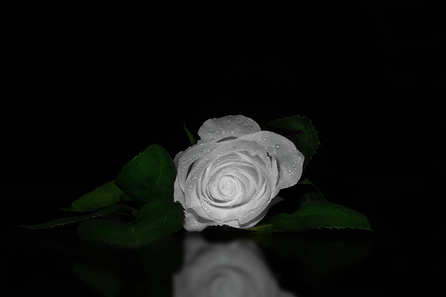 Nature Photograph - A close up of a extra white rose with place for romantic text by Alexandr Marynkin