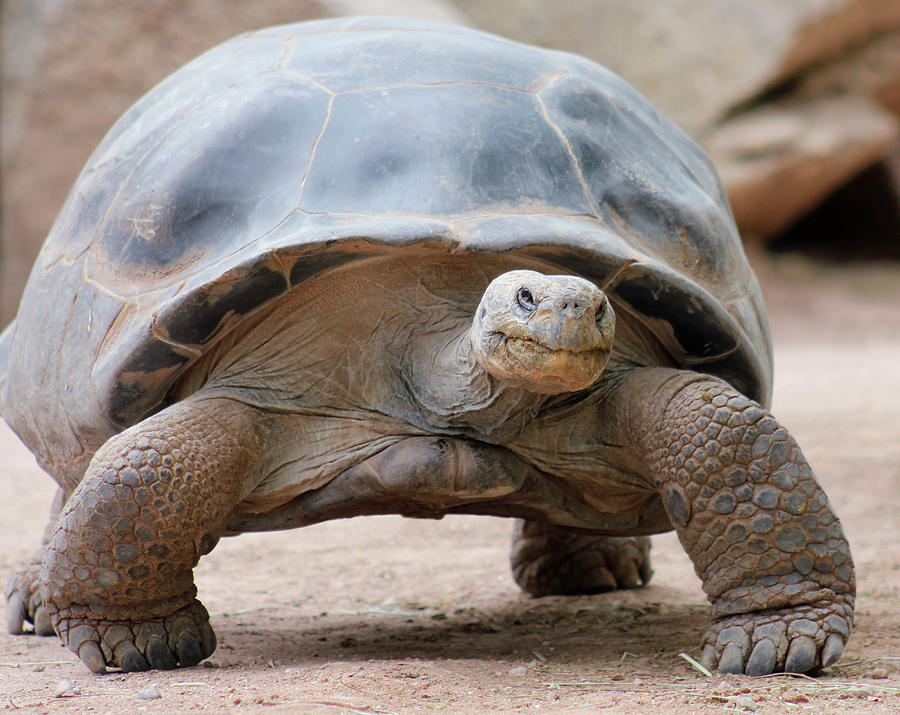 A Close Up of a Galapagos Tortoise Photograph by Derrick Neill - Fine ...