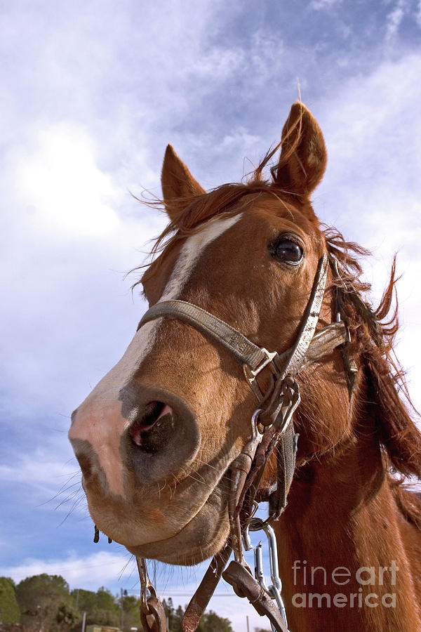 A close up of a horse Photograph by Nahum Budin