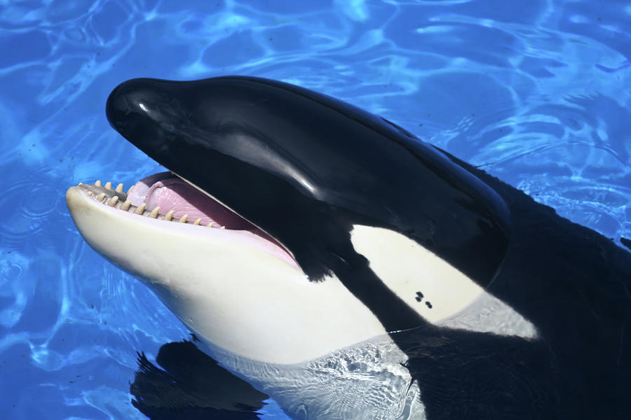 A Close Up of a Killer Whale's Mouth Photograph by Derrick Neill