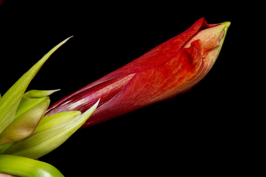 A close Up of an  Colorful Orange Amaryllis about to Bloom Photograph by James BO Insogna