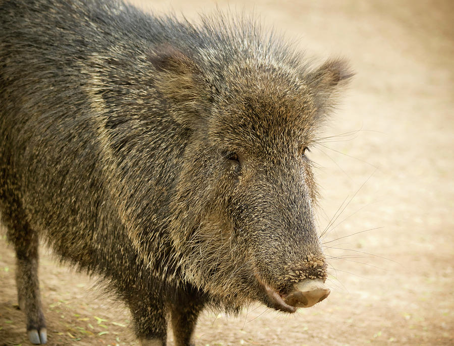 A Close Up Peccary, Also Called Javelina Photograph