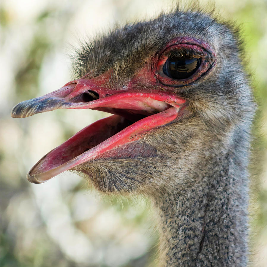 Nature Photograph - A Close Up Portrait of a Male Ostrich by Derrick Neill