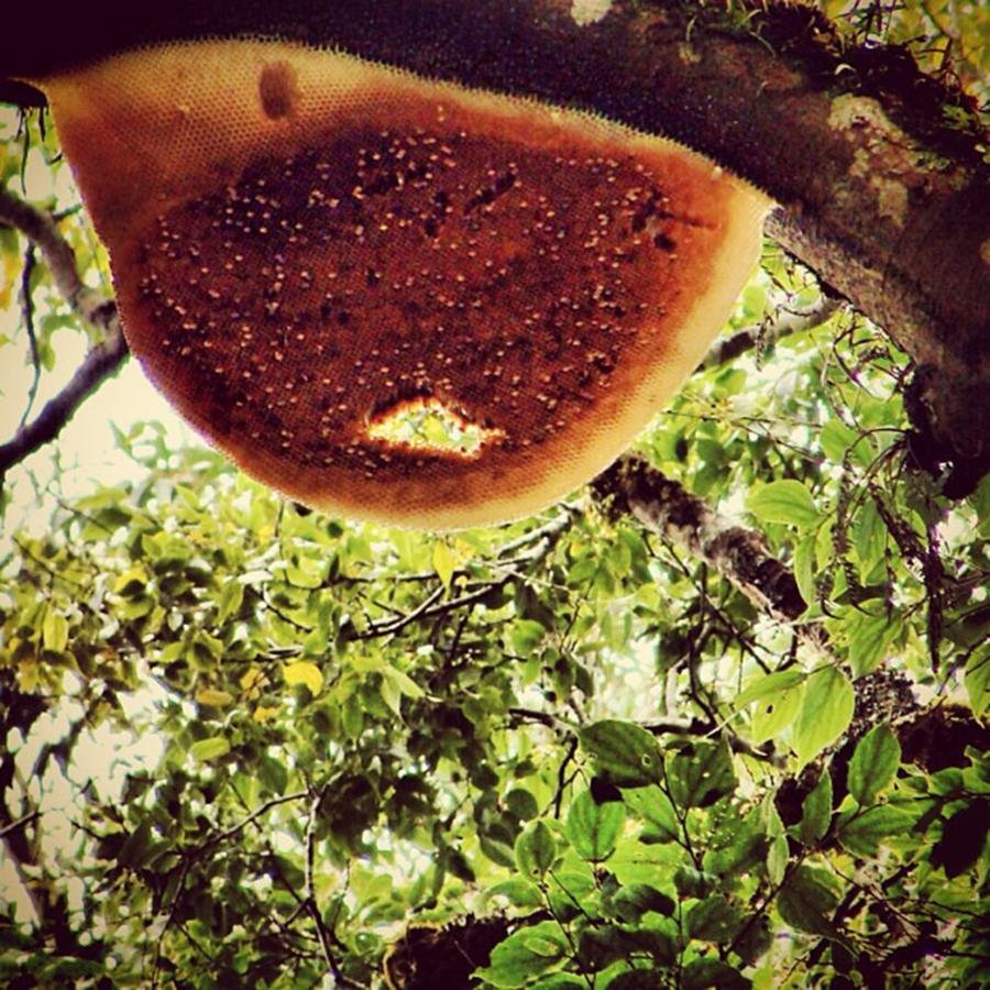 Tree Photograph - A Close Up Shot Of The Bee Hive.taken by Paul Paul