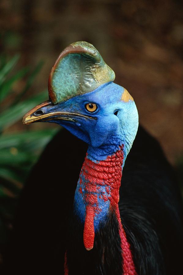 A Close View Of A Cassowary Photograph by Tim Laman