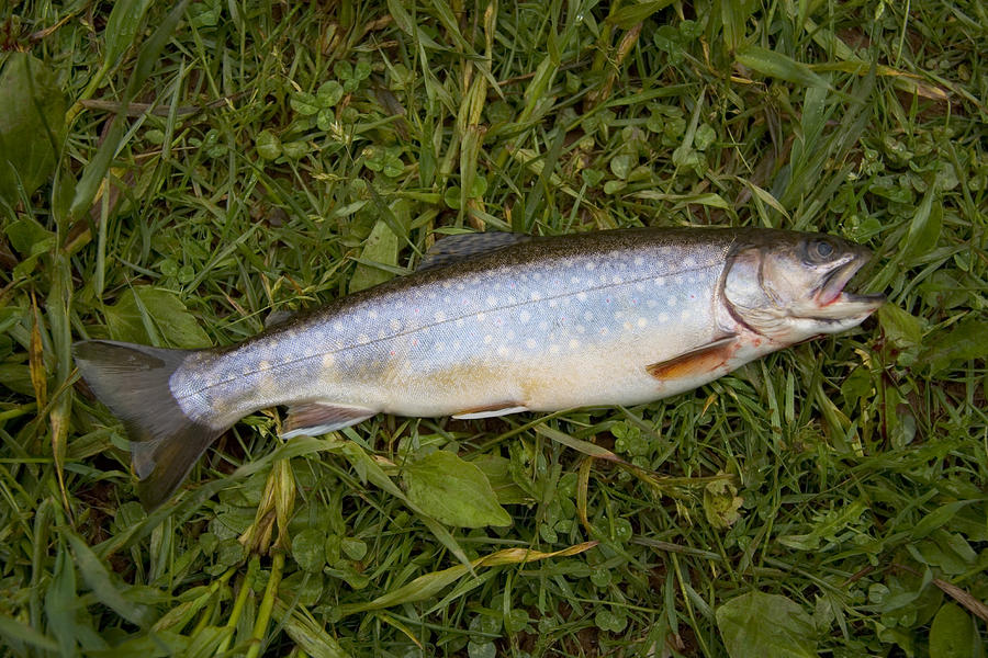 A Close View Of A Freshly Caught Trout Photograph by Taylor S. Kennedy