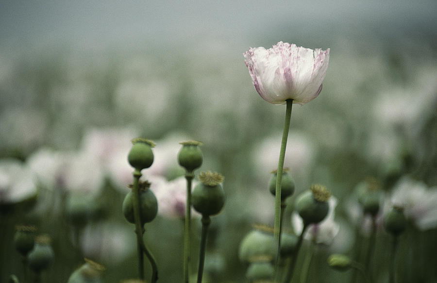 A Close View Of Opium Poppy Flowers Photograph by Jason Edwards