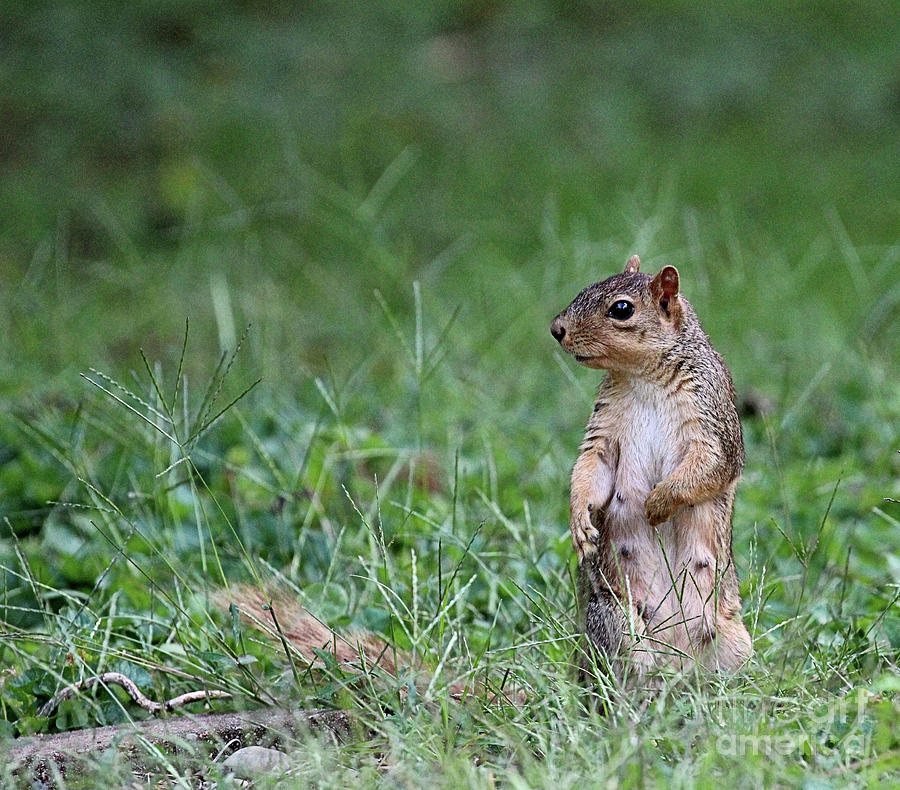 A Close Watch On Me Indiana Squirrel Photograph by Scott D Van Osdol
