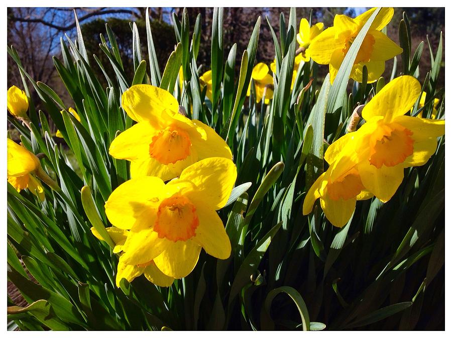 A Closer Look At Those Daffodils Photograph by Debra Lynch | Fine Art ...