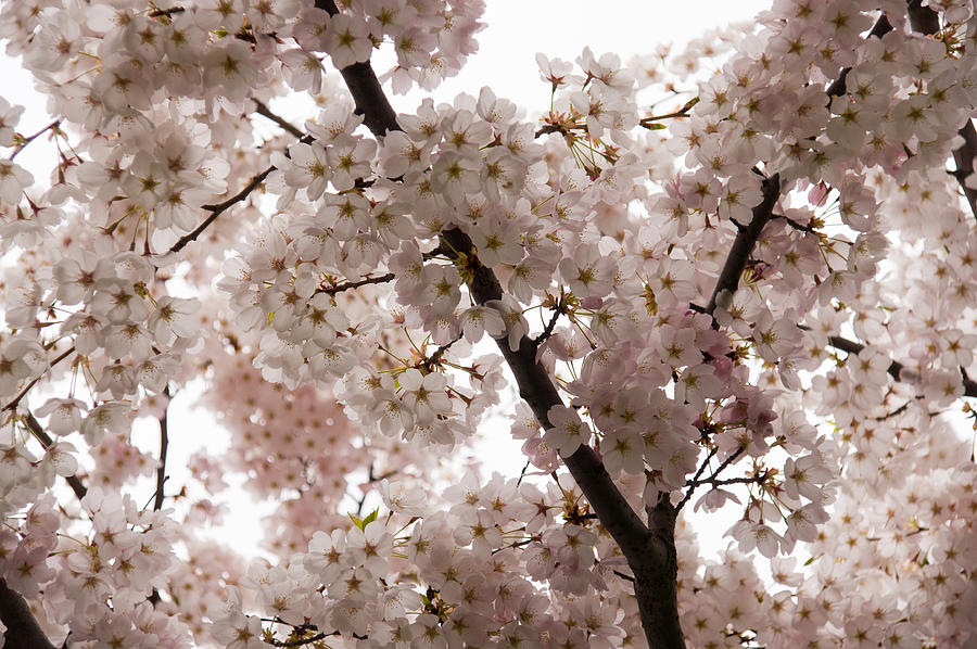 A Cloud of Pastel Pink Cherry Blossoms Celebrating the Arrival of Spring  Photograph by Georgia Mizuleva