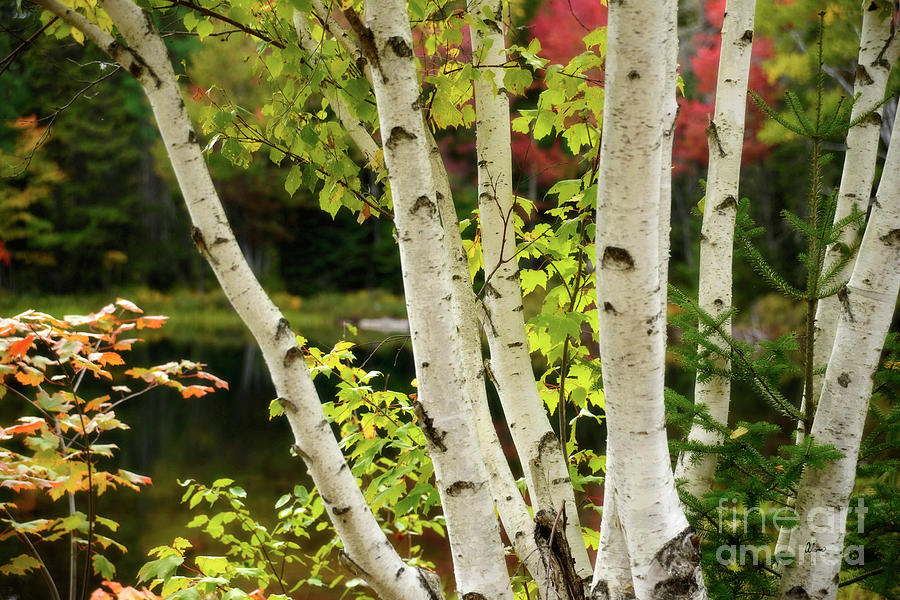 A Clump of Birch Trees Photograph by Alana Ranney