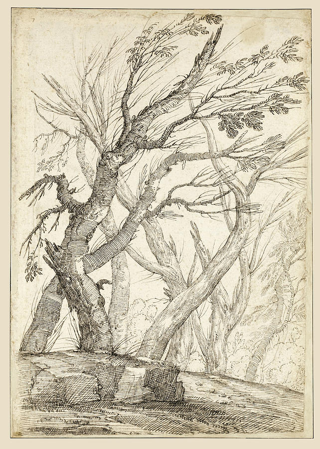 Beautiful Drawing - A clump of trees by Attributed to Paul Troger
