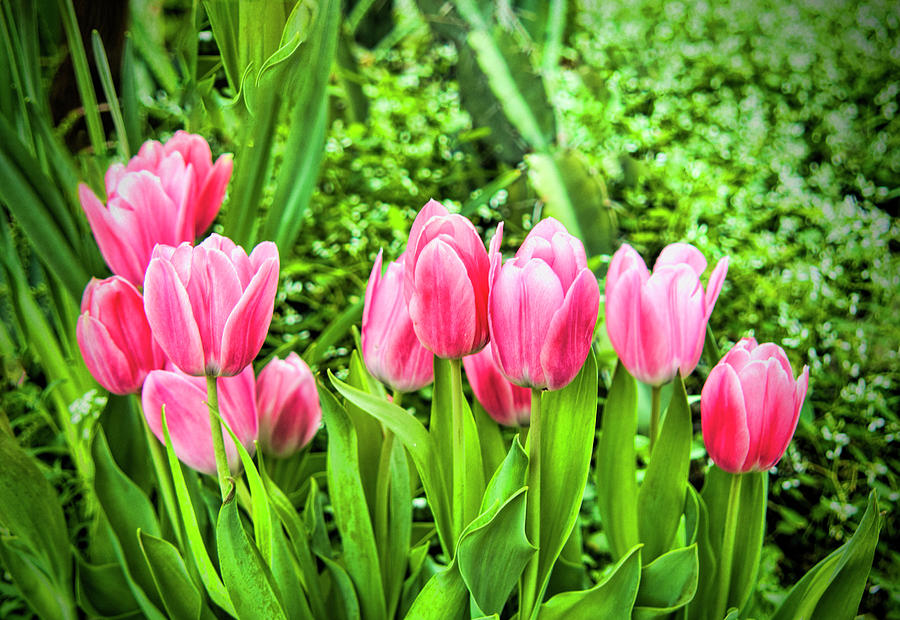 Tulip Photograph - A Cluster of Lovely Pink Tulips by Phyllis Taylor