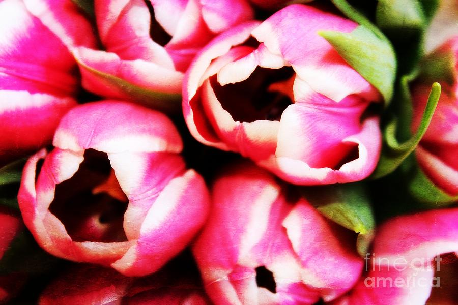A Cluster of Tulips Photograph by Clare Bevan