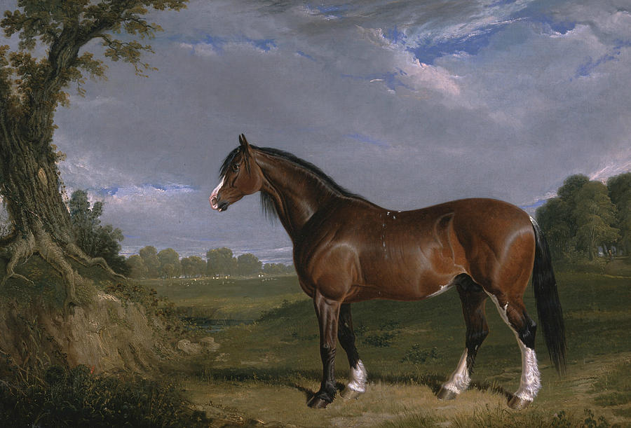 A Clydesdale Stallion Painting by John Frederick Herring