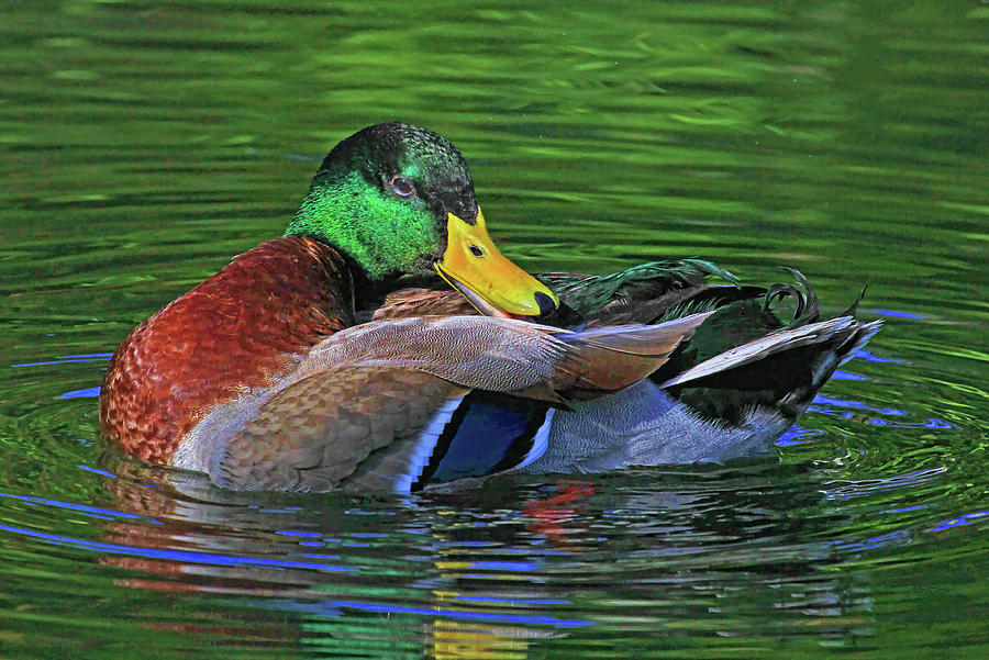 Duck Photograph - A Coat Of Many Colors by HH Photography of Florida