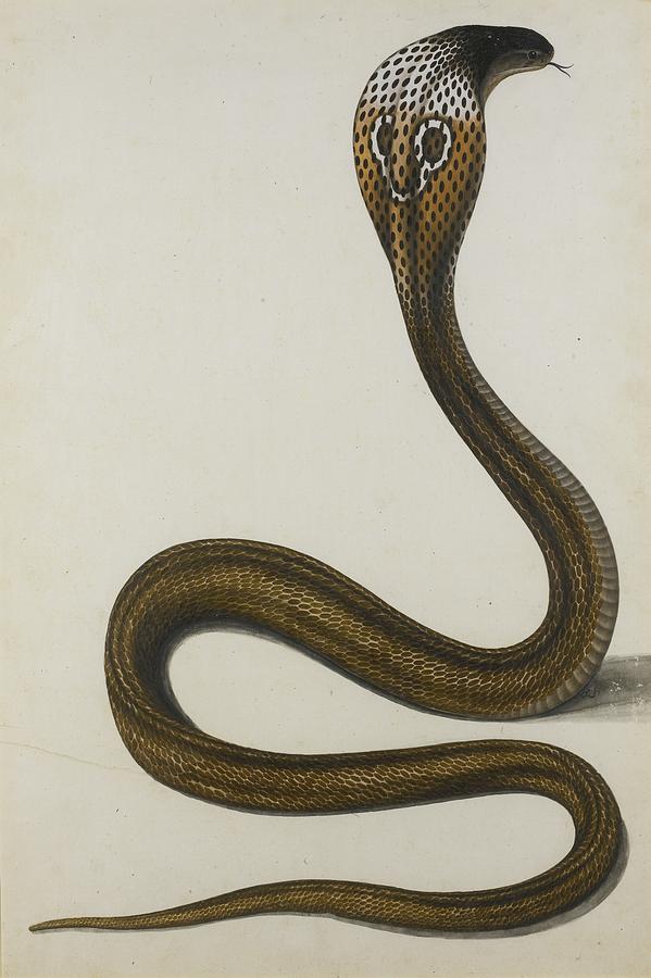A Cobra di Capello  Painting by Chunni Lal