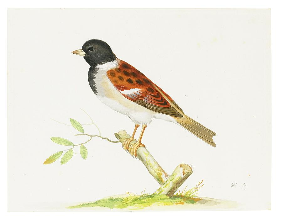 Bird Painting - A Cock Reed Bunting Perched On A Branch by MotionAge Designs
