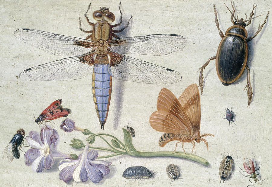 A Cockchafer, Beetle, Woodlice and other Insects, with a Sprig of Auricula Painting by Jan Van Kessel