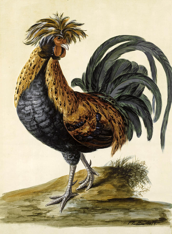 A Cockerel Drawing by Peter Paillou