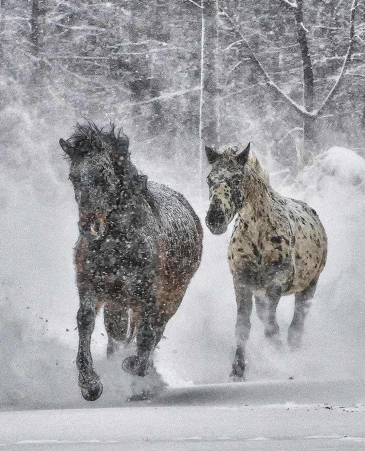 A Cold Winters Run Photograph by Wade Aiken