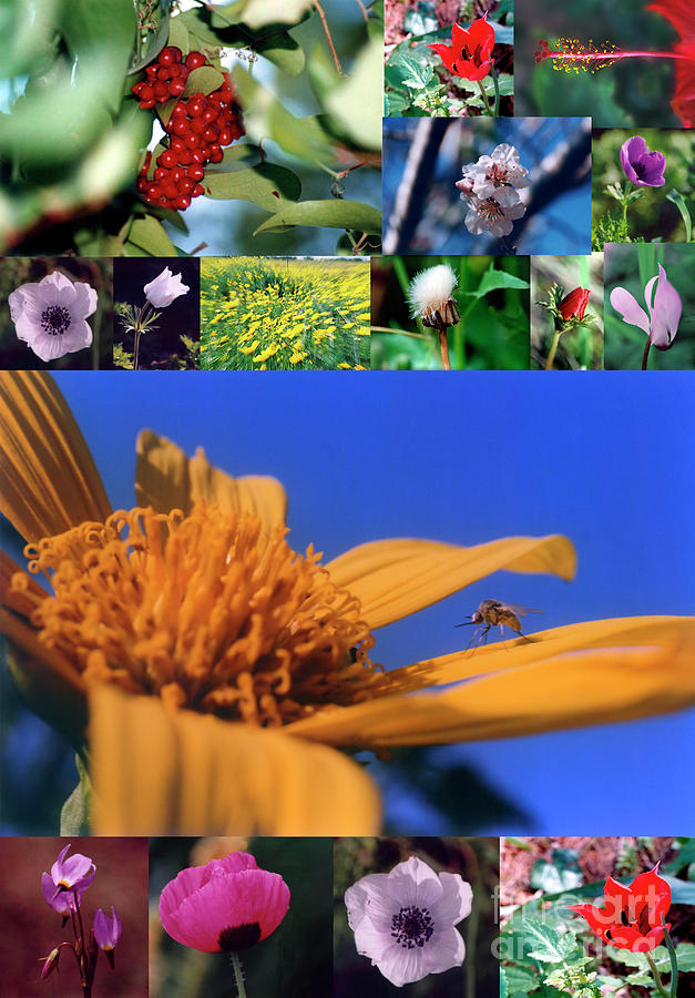 A collage of Israeli wild flowers Photograph by Ilan Rosen