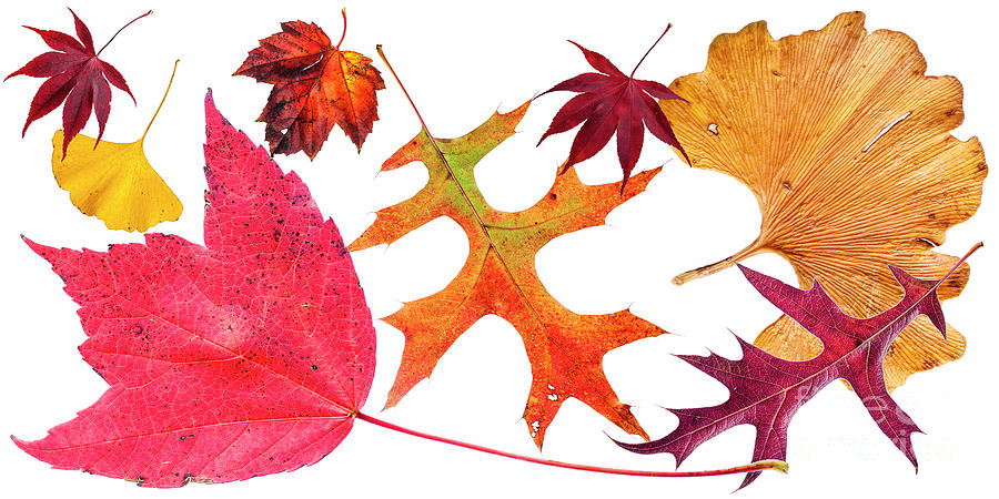 Fall Photograph - A collage of leaves in full fall colour. #1 by Lionel Everett