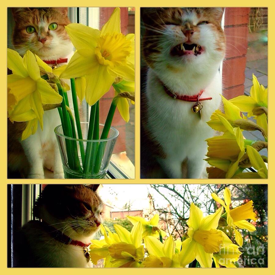 A Collage of Tabitha and The Daffodils Photograph by Joan-Violet Stretch