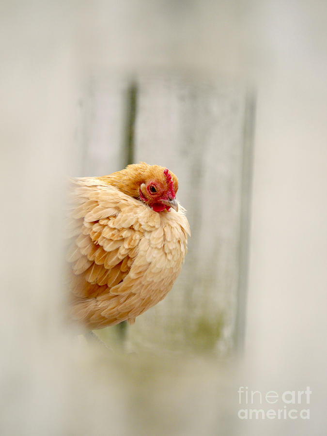 A Colonial Hen Photograph by Rachel Morrison