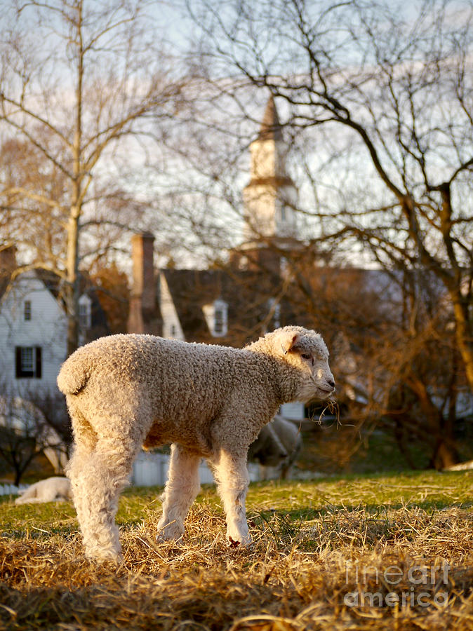 A Colonial Lamb in the Spring Photograph by Rachel Morrison