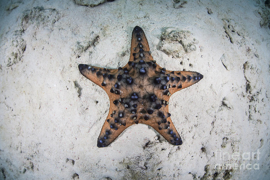 Nature Photograph - A Colorful Chocolate Chip Sea Star by Ethan Daniels