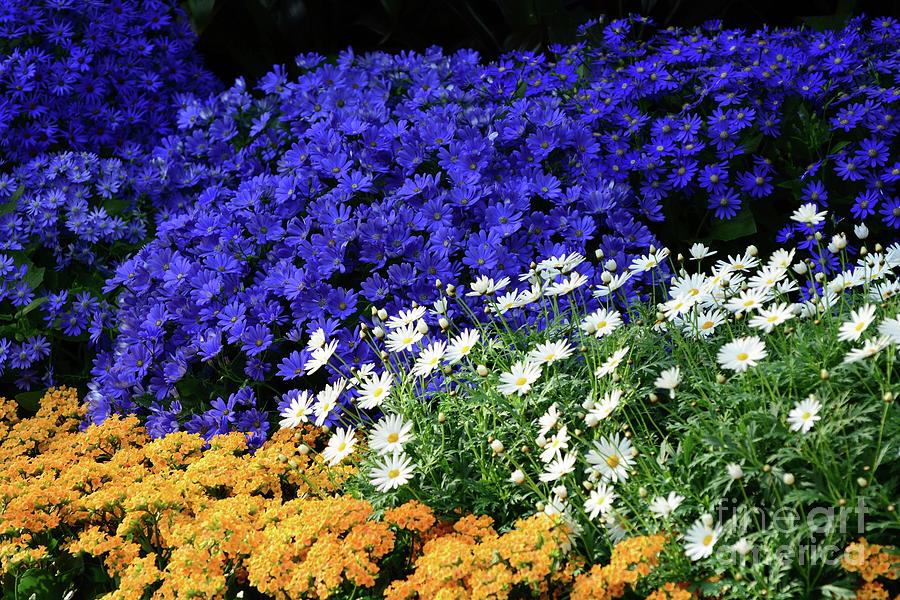 A Colorful Garden Photograph by Cindy Manero