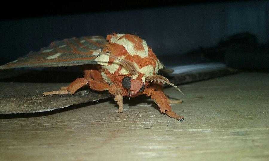 A Colorful Moth by Elbert K Beatty A Colorful Moth by Elbert K Beatty