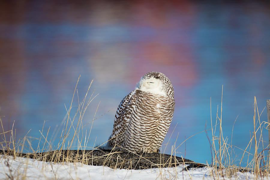 A Colorful Snowy Owl Photograph by Brian Hale