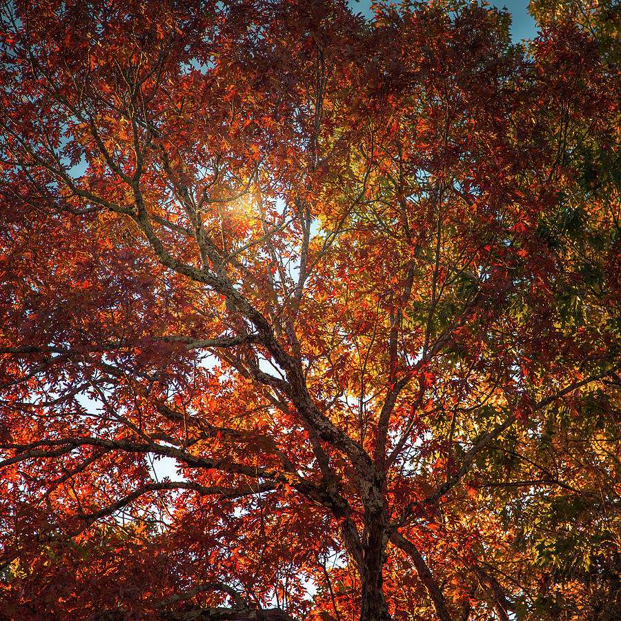 A colorful tree in Autumn Photograph by Natalie Rotman Cote