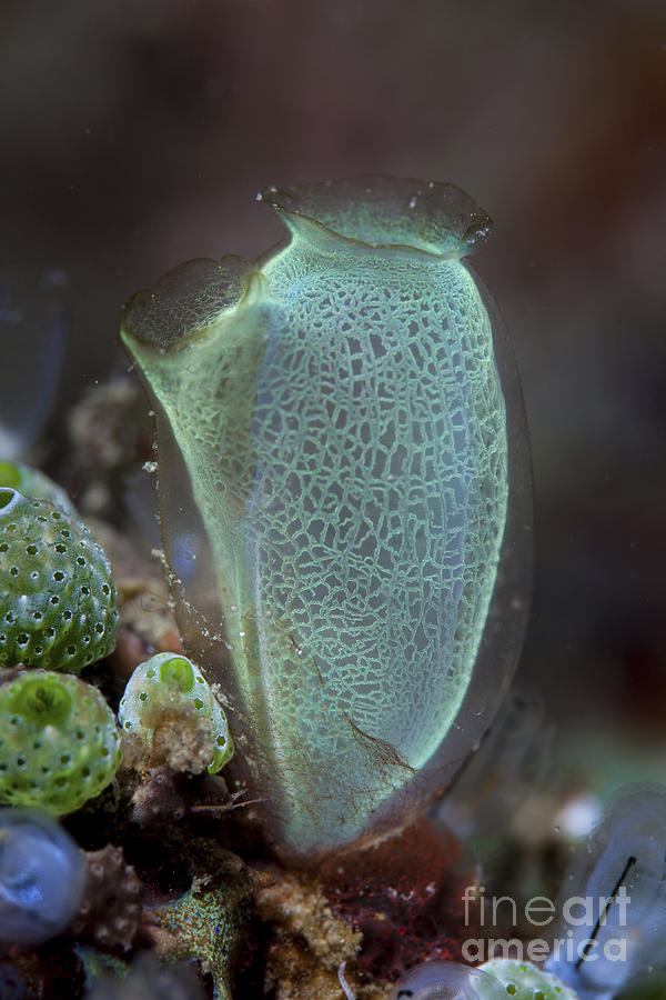 A Colorful Tunicate Grows On A Reef Photograph