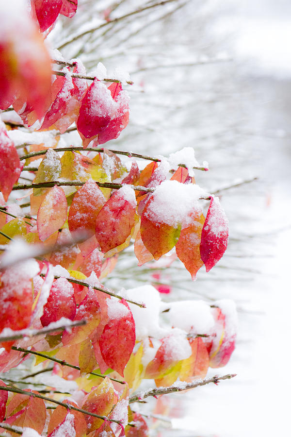 Fall Photograph - A Colorful Winter by Tracey Rees