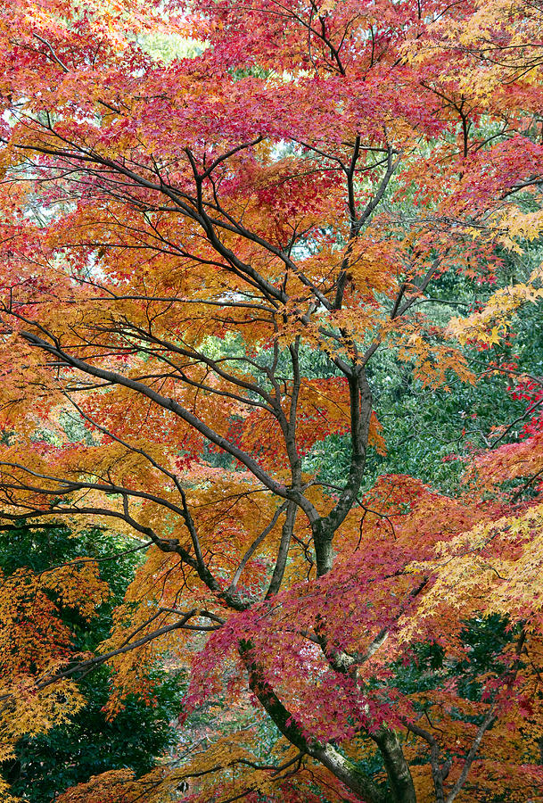 A colourful tree Photograph by Lise-Lotte Larsson - Fine Art America