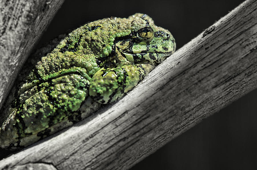 Frog Photograph - A Comfortable Space by Sue Capuano