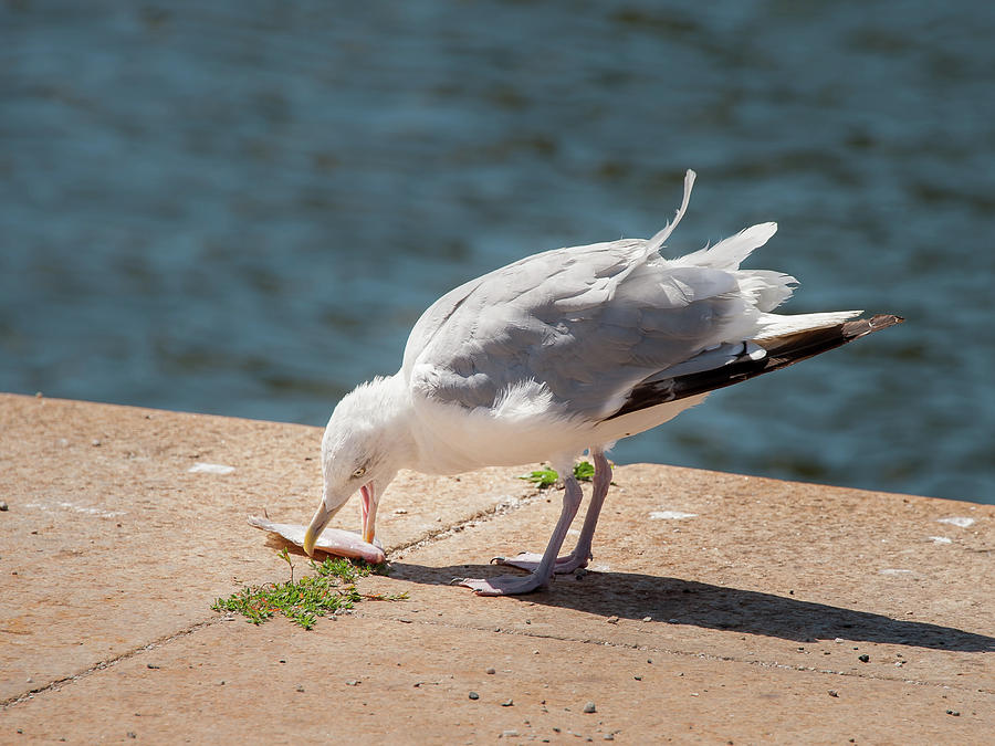 A common european herring gull eating fish Photograph by Stefan Rotter Fine Art America