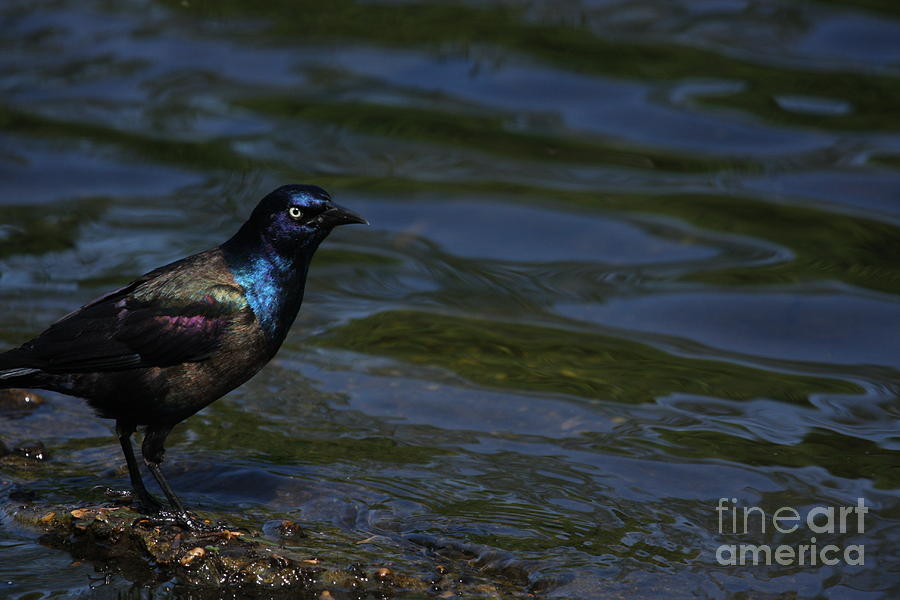 A Common Grackle Photograph by Karol Livote