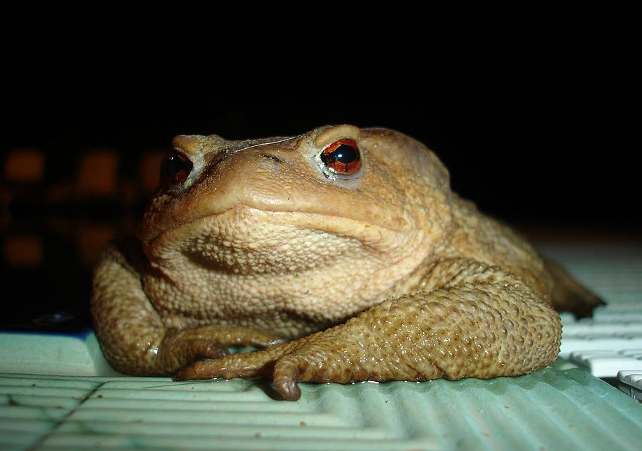 A Common Toad With Philosophical Disposition Photograph by Taiche Acrylic Art
