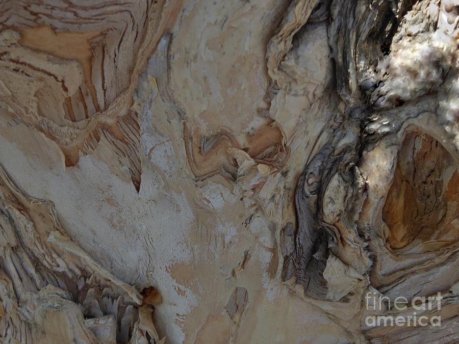 A complete abstract composition on one tree bark Photograph by Nili Tochner