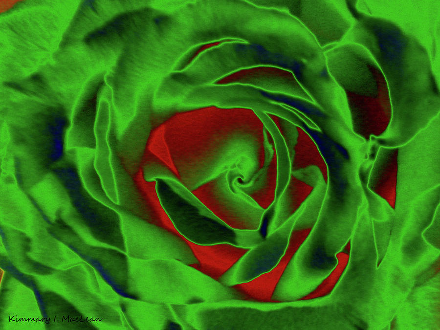 A Complimentary Rose Digital Art by Kimmary MacLean