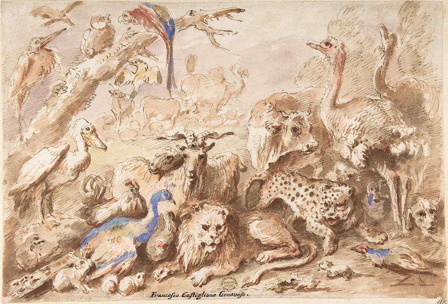 A Congress of Animals Drawing by Giovanni Francesco Castiglione - Fine Art  America