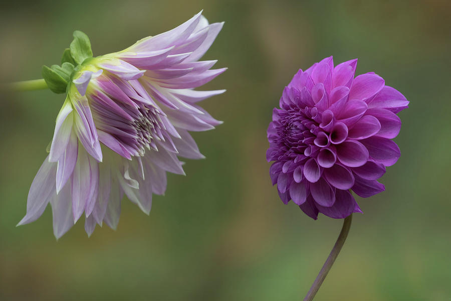 A Conversation Between Dahlias Photograph by Angie Vogel