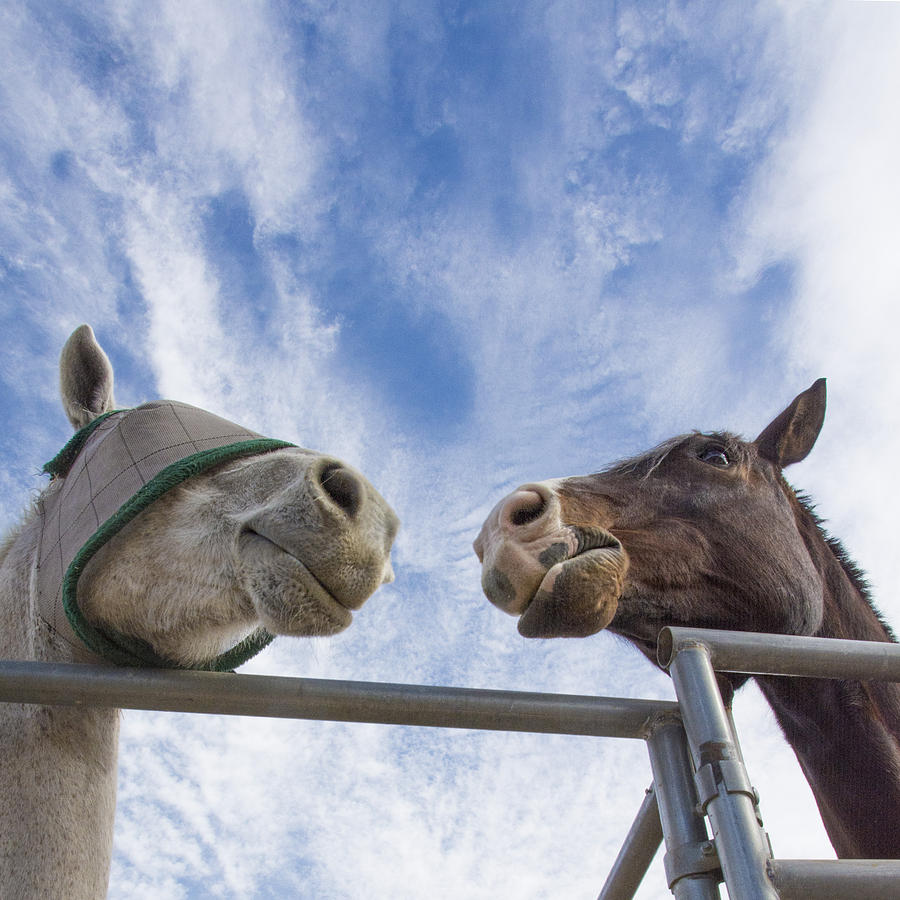A Conversation Between Two Horses Photograph by Mitch Spence
